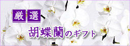 ���I�I�Ӓ����̃M�t�g