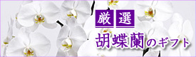 ���I�I�Ӓ����̃M�t�g