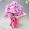 �Ӓ����t�@�[�X�g���f�B