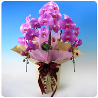 ��̓��̌Ӓ����@�t�@�[�X�g���f�B