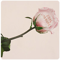 ���ꂳ��ւ̊��ӂ̋C������ ��ւ̃o���ɂ��߂Ă��͂����܂��B �������Ȕ��ɓ���Ă��͂������� �܂����v���U�[�u�h�t�����[�Ȃ̂� �����Ԃ��y���݂��������܂���