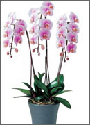 �Ӓ����@�@�̔�