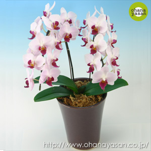 ���̓��~�j�Ӓ������[�x