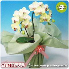 ���̓��M�t�g�̌Ӓ����^�U���c�}��