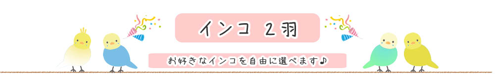 お好きなインコを選べます